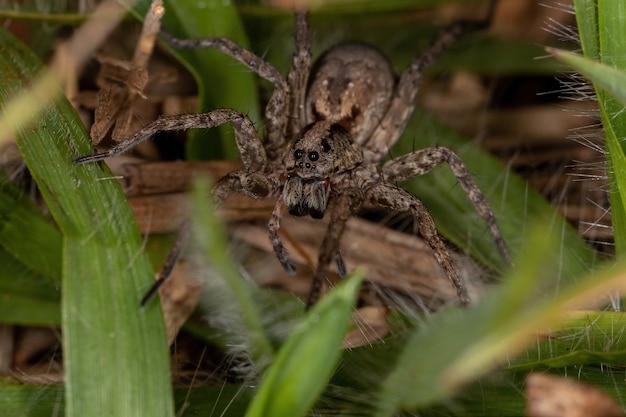 Araña lobo adulta