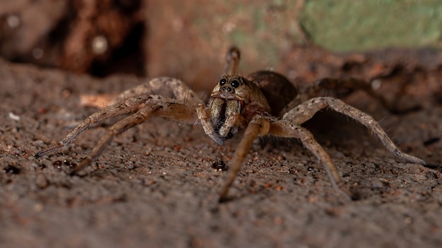 Araña lobo de la familia Lycosidae