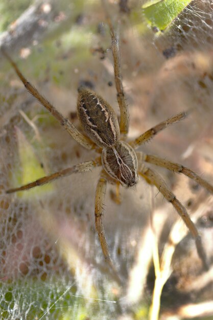 Foto araña lobo (lycosidae) en tela de araña