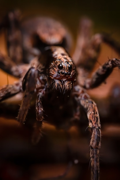 Araña lobo de patas delgadas (Pardosa sp.) Sentada en el suelo.