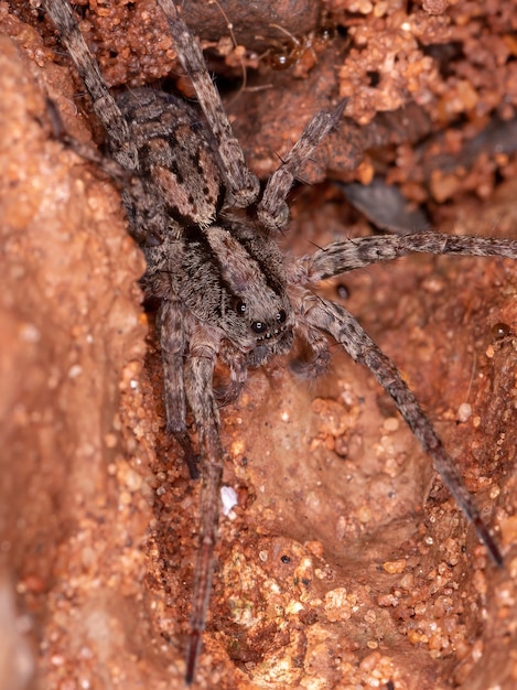 Araña lobo pequeña de la familia Lycosidae