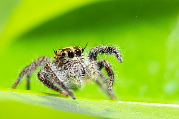 Araña macro en fondo verde de la naturaleza