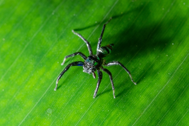 Araña macro en la hoja