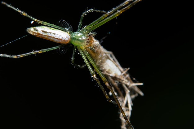 Araña macro en la hoja