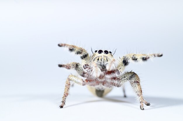 Araña macro pared blanca