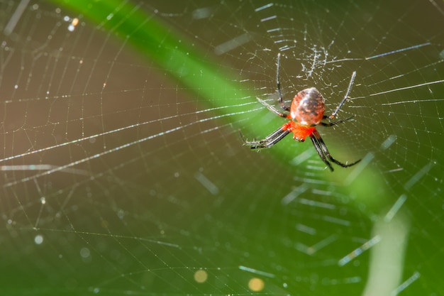 Araña macro en la planta