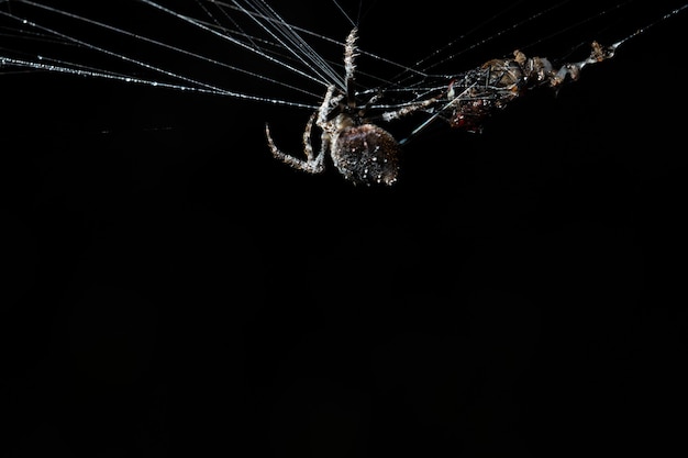 Araña macro en tela de araña