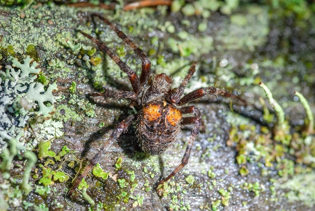 Una araña con manchas naranjas en el cuerpo caza en la macro de musgo