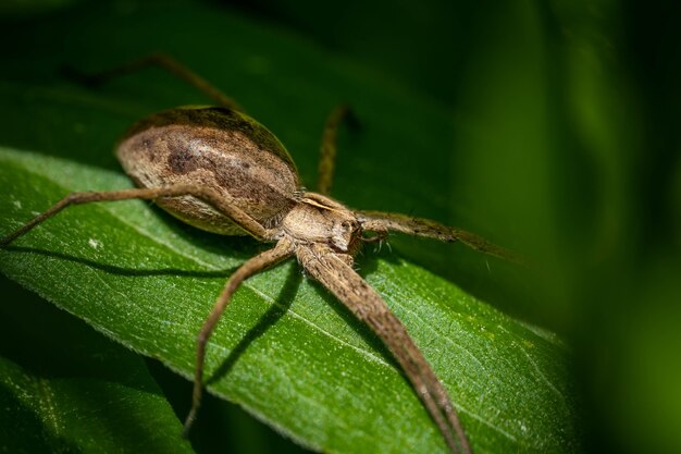 Araña marrón sobre una hoja verde