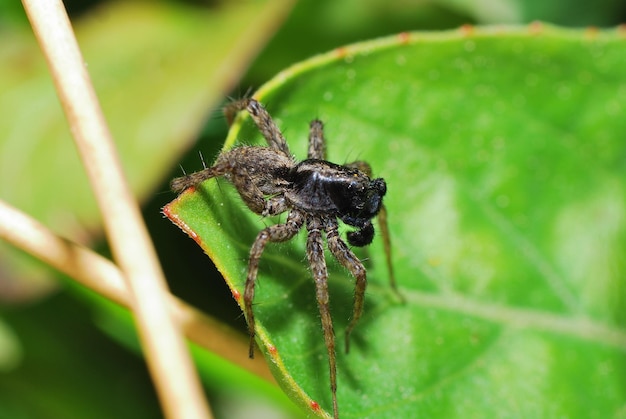 Araña marrón