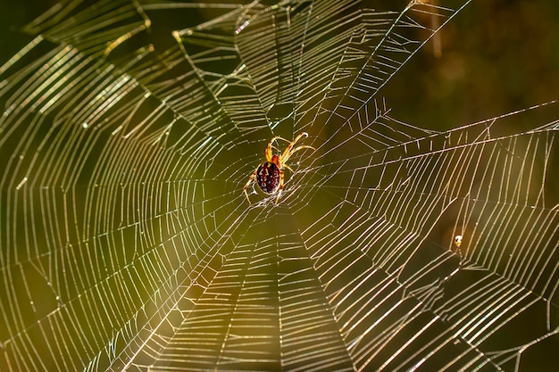 Araña en medio de su telaraña con rayos de sol al amanecer.