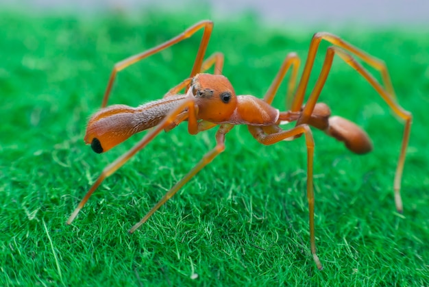 Araña Mímica Hormiga Roja