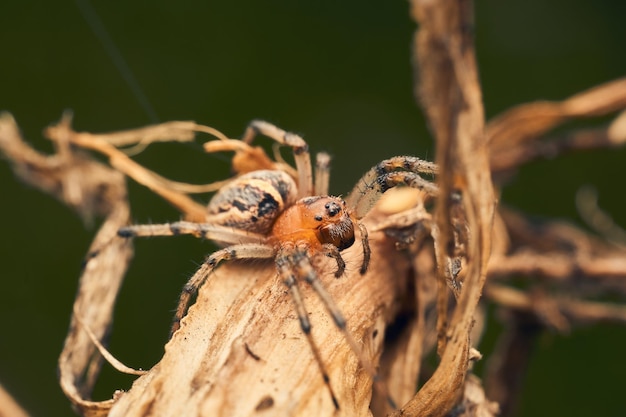 Araña naranja en su hábitat