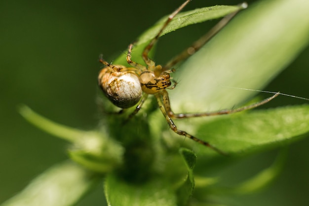 Una araña en la naturaleza al aire libre