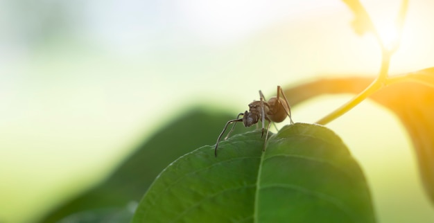 Araña negra se asienta sobre una hoja verde con un destello de fotografía macro desenfoque de fondo verde