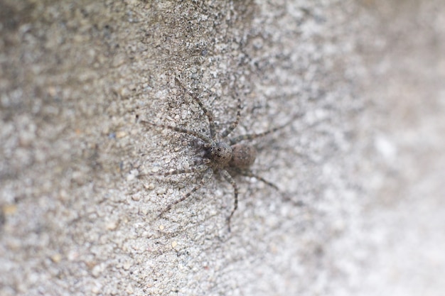 Araña negra en la pared borrosa seleccionar enfoque