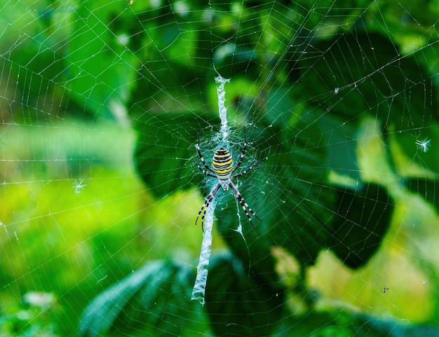 Araña negra con rayas amarillas Argiope bruennichi