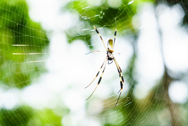 Araña Nephila Clavipes