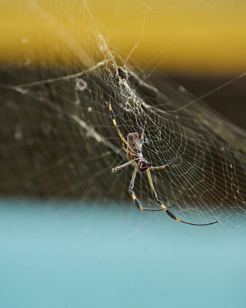 Araña Nephila conocida como araña de seda dorada debido al color de su tela contra la luz del sol