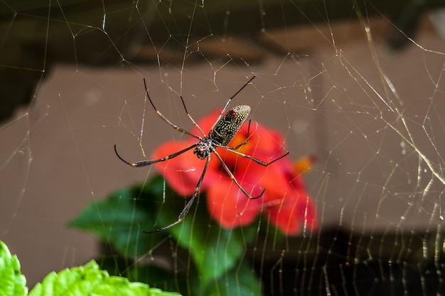 Foto araña neta animal insecto