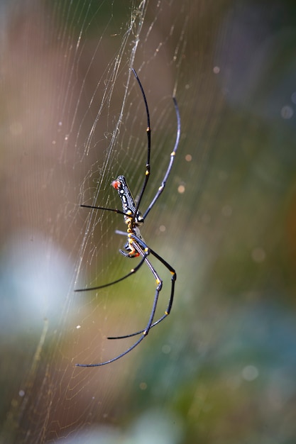 Araña en el nido con gotas de agua