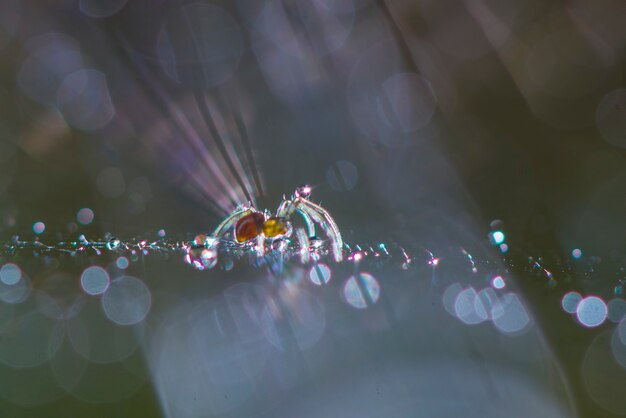 Araña en el nido rodeado de hermoso bokeh