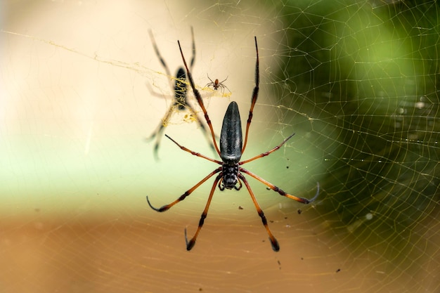 Araña de palma de Seychelles en la web