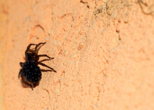 Araña en la pared de cerca