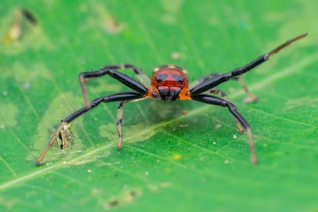 araña de patas largas en hojas verdes