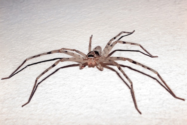 Araña de patas largas en una pared de yeso.