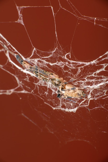 Araña, una pequeña araña hermosa en su web que contrasta con un fondo rojizo, enfoque selectivo.