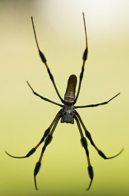 Foto la araña del plátano en primer plano