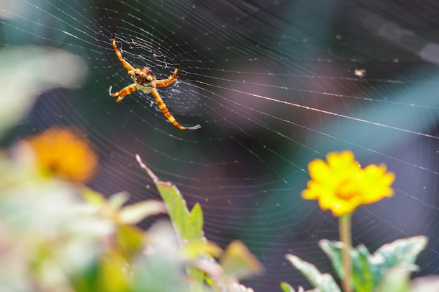 Foto araña plateada al aire libre en río de janeiro, brasil