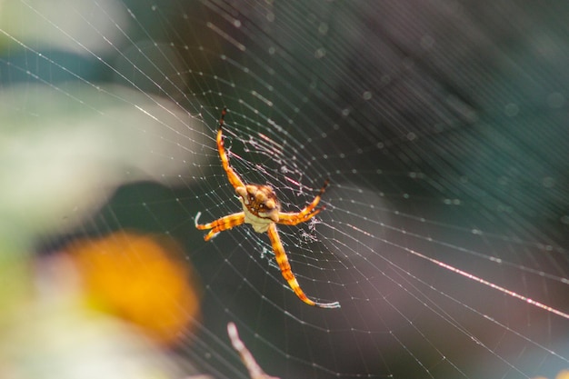 Araña plateada al aire libre en Río de Janeiro, Brasil