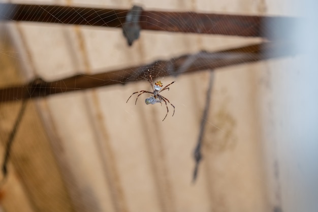 Araña plateada alimentándose de un insecto