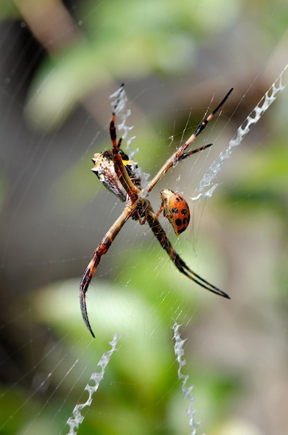 Araña plateada una hermosa araña plateada disfrutando de su cena un enfoque selectivo de mariquita
