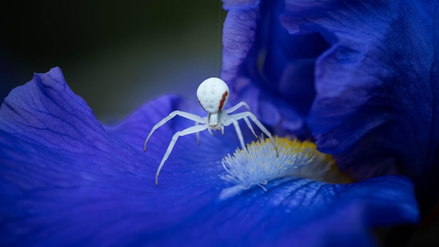Foto araña en una postura defensiva sobre un pétalo de flor