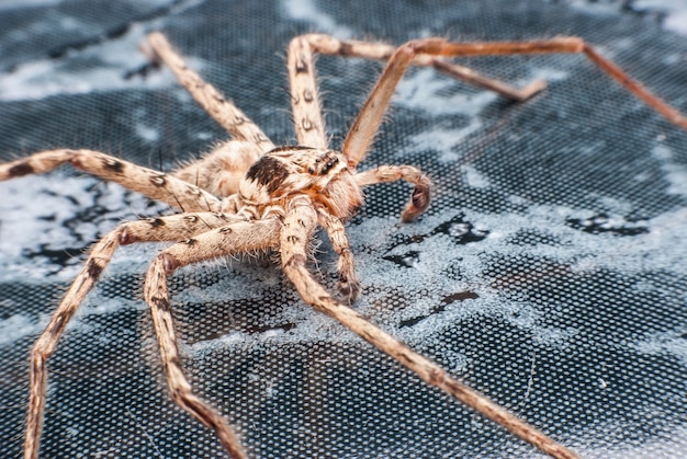 Araña de primer plano