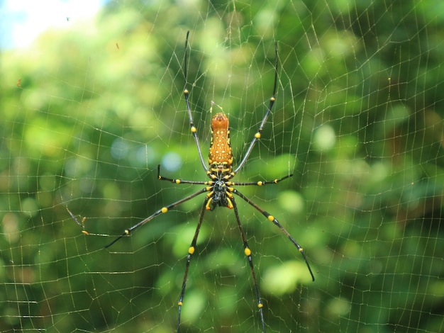 Foto una araña que está en una telaraña