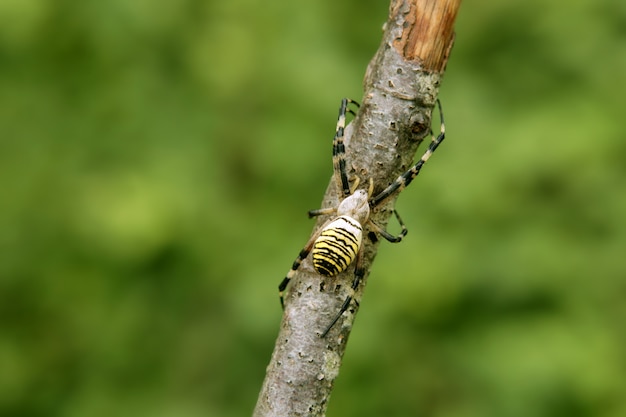 Araña rayada negra y amarilla en un árbol
