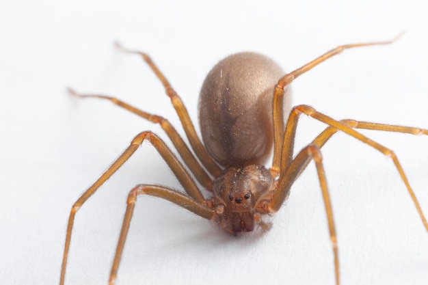 Araña reclusa parda hembra arácnido venenoso