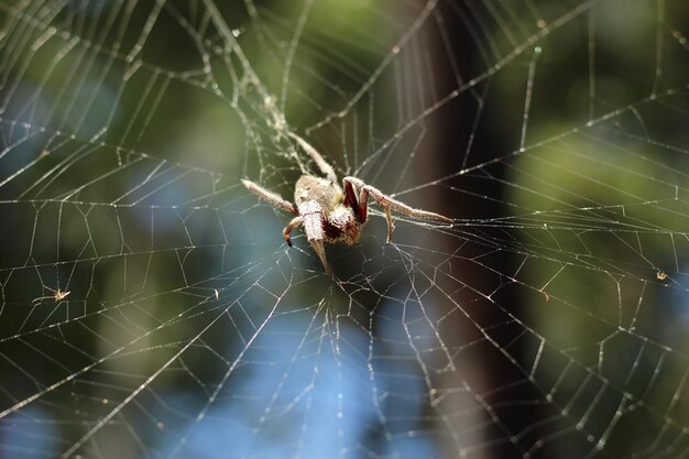 Araña en la red