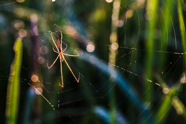 Araña roja en el rico campo.