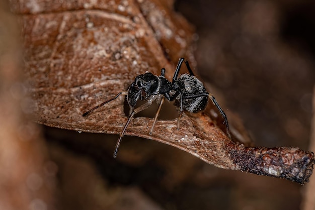 Araña saltadora adulta del género Sarinda que imita a las hormigas carpinteras del género camponotus