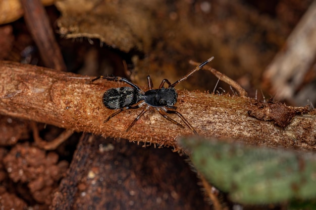 Araña saltadora adulta