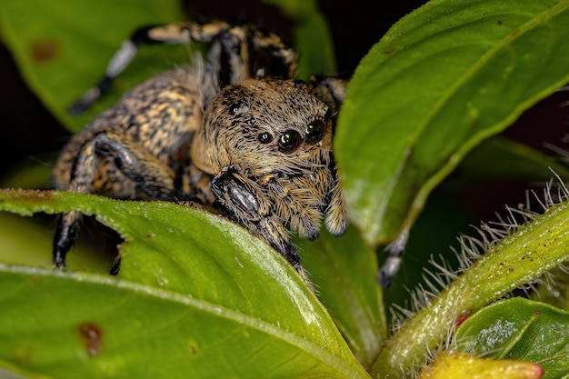 Araña saltadora amarilla hembra adulta del género Phiale