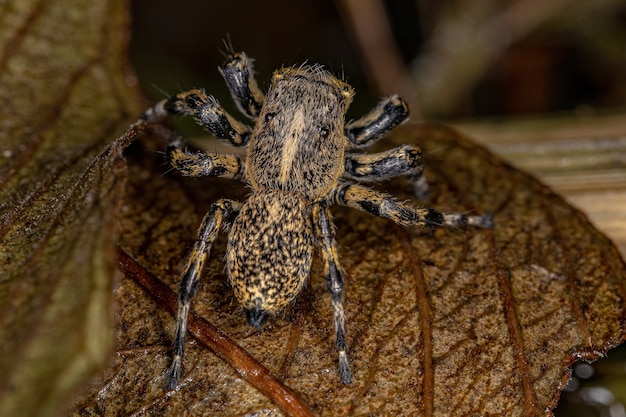 Araña saltadora amarilla hembra adulta del género Phiale