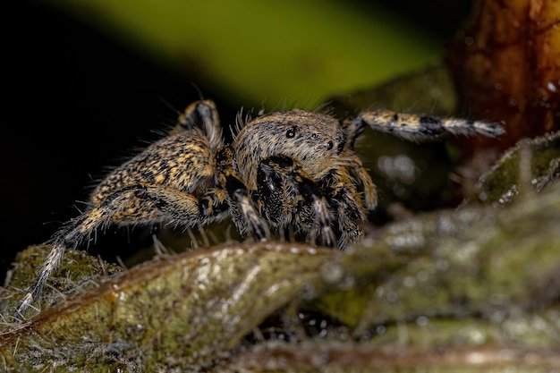 Araña saltadora amarilla hembra adulta del género Phiale
