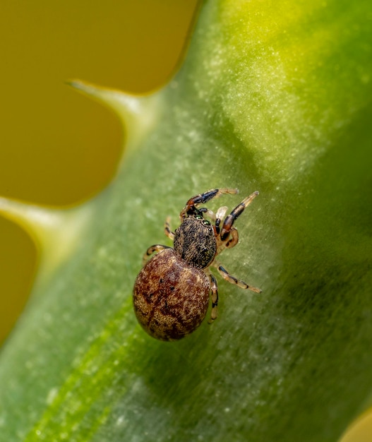 Araña saltadora de las ballas