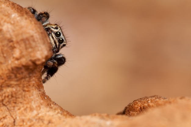 Araña saltadora escondida detrás de nosotros sobre un fondo marrón similar al de la superficie de Marte